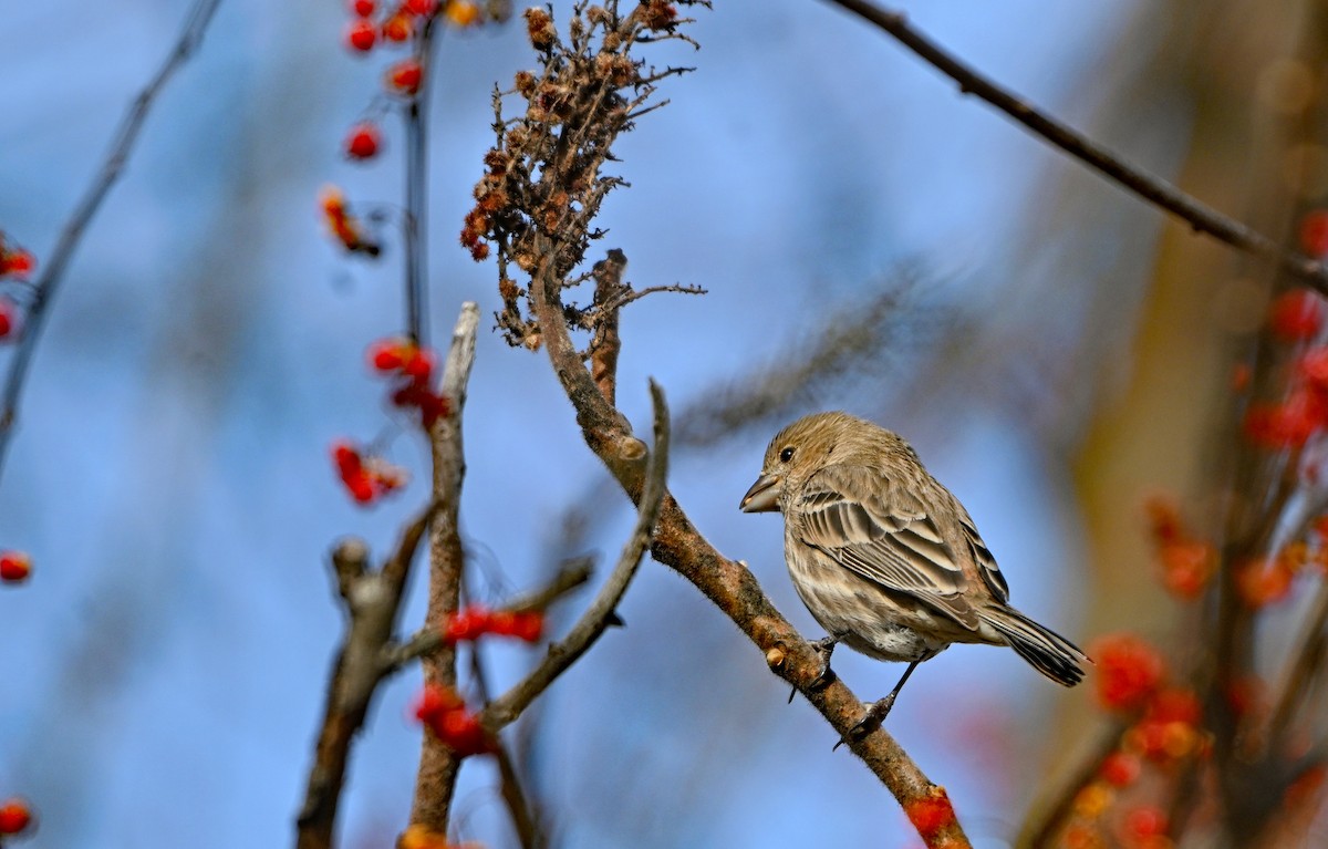 House Finch - ML646661379