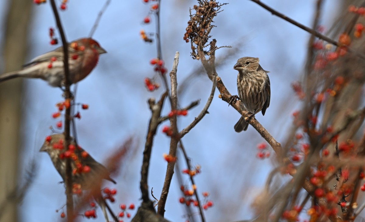 House Finch - ML646661380