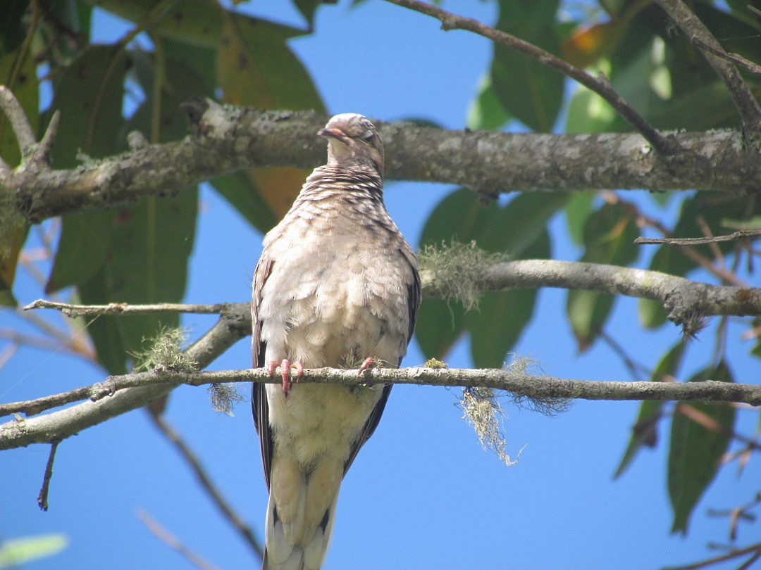 Picui Ground Dove - ML646661381