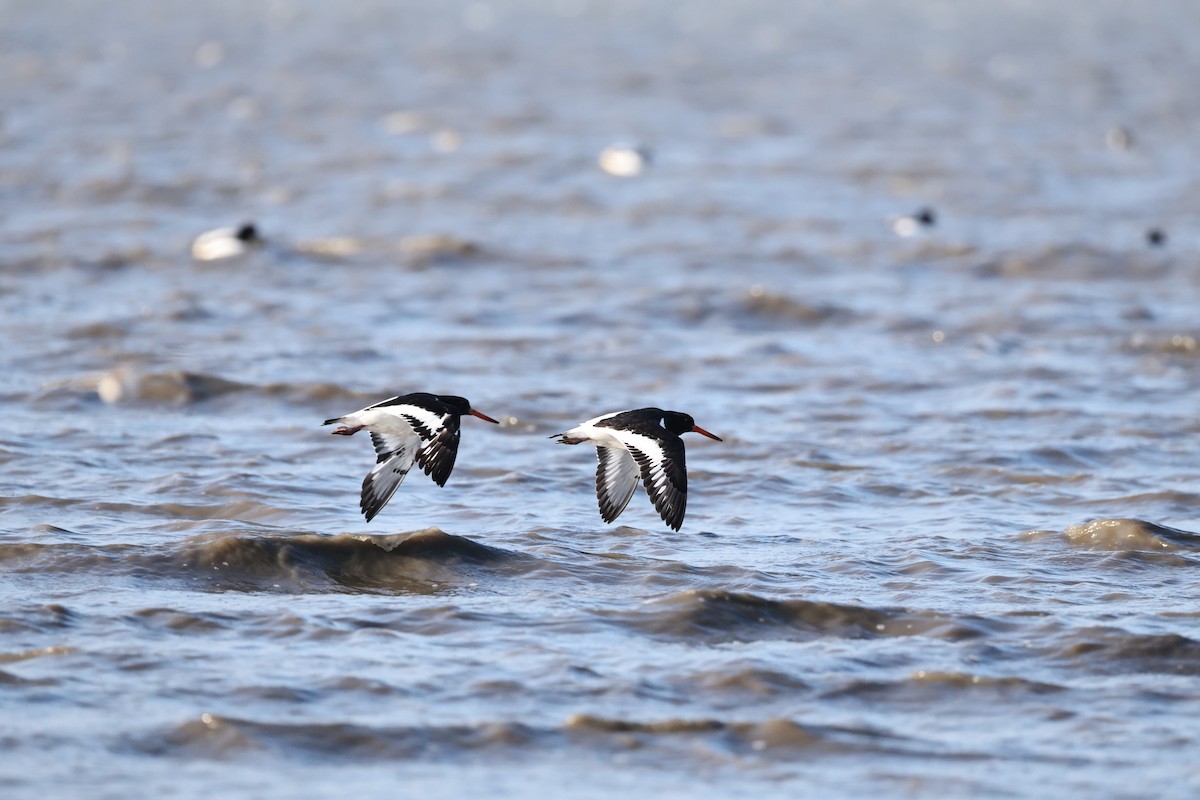 Кулик-сорока євразійський - ML646661382