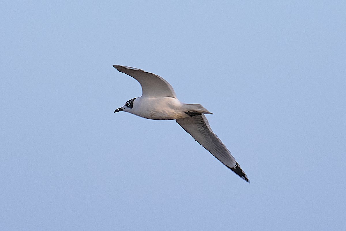 Franklin's Gull - ML646661383