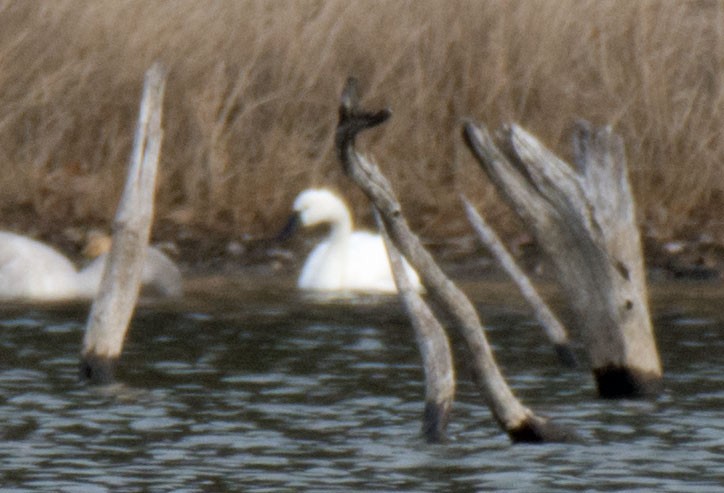 Tundra Swan - ML646661384