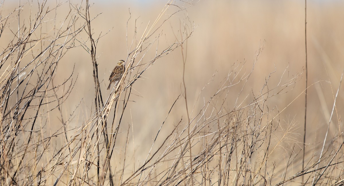 Savannah Sparrow (Savannah) - ML646661385