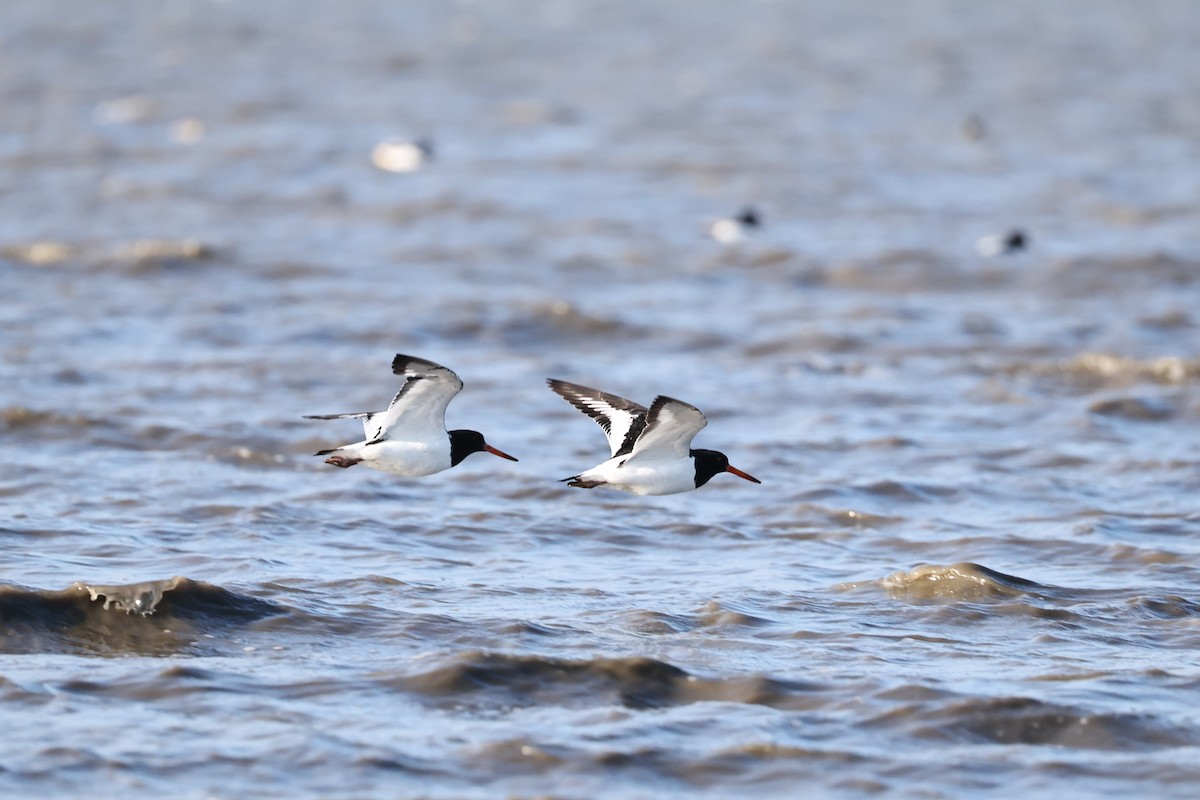Кулик-сорока євразійський - ML646661386