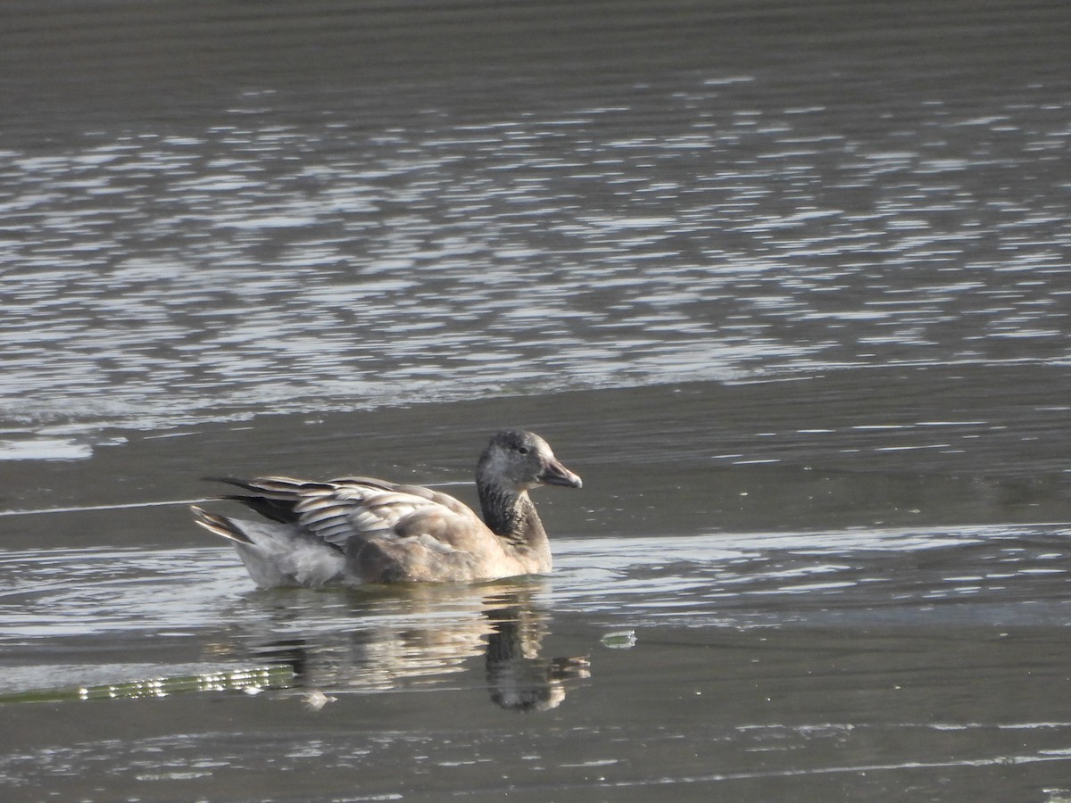 Snow Goose - ML646661388