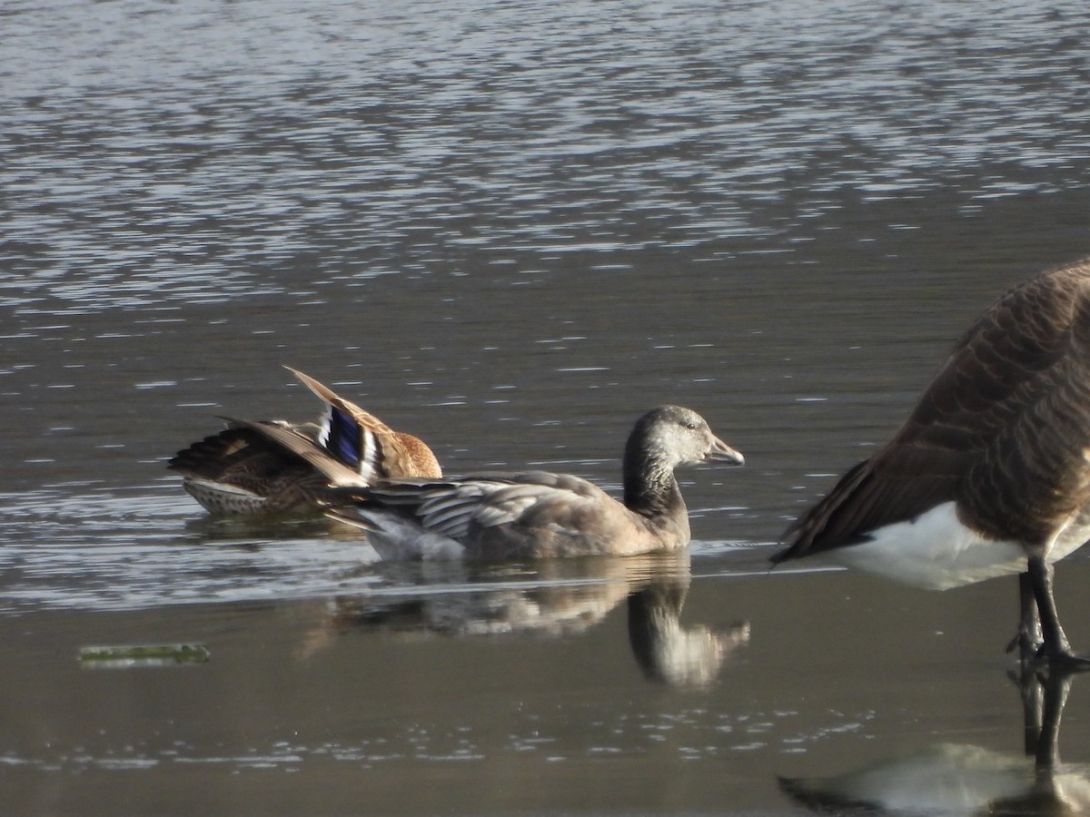 Snow Goose - ML646661389