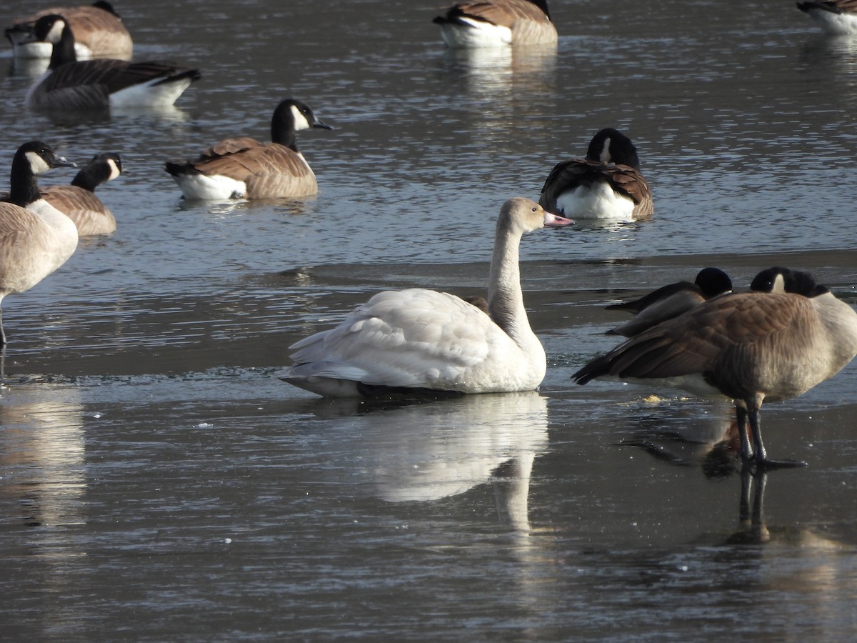 Tundra Swan - ML646661392