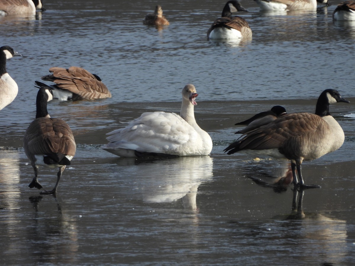 Tundra Swan - ML646661393