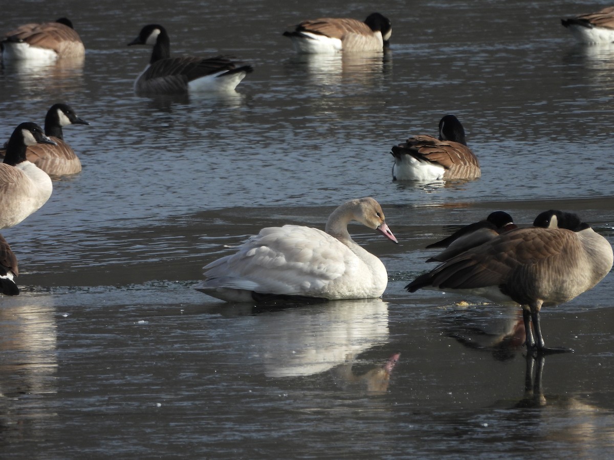 Tundra Swan - ML646661394