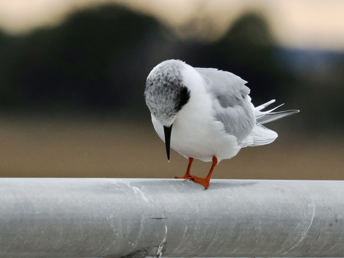 Forster's Tern - ML646661395