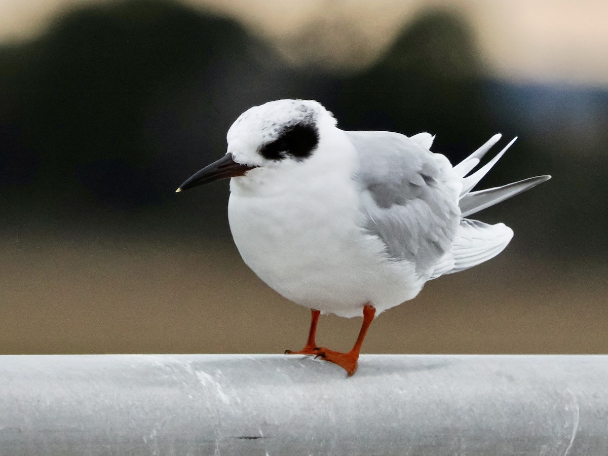 Forster's Tern - ML646661396