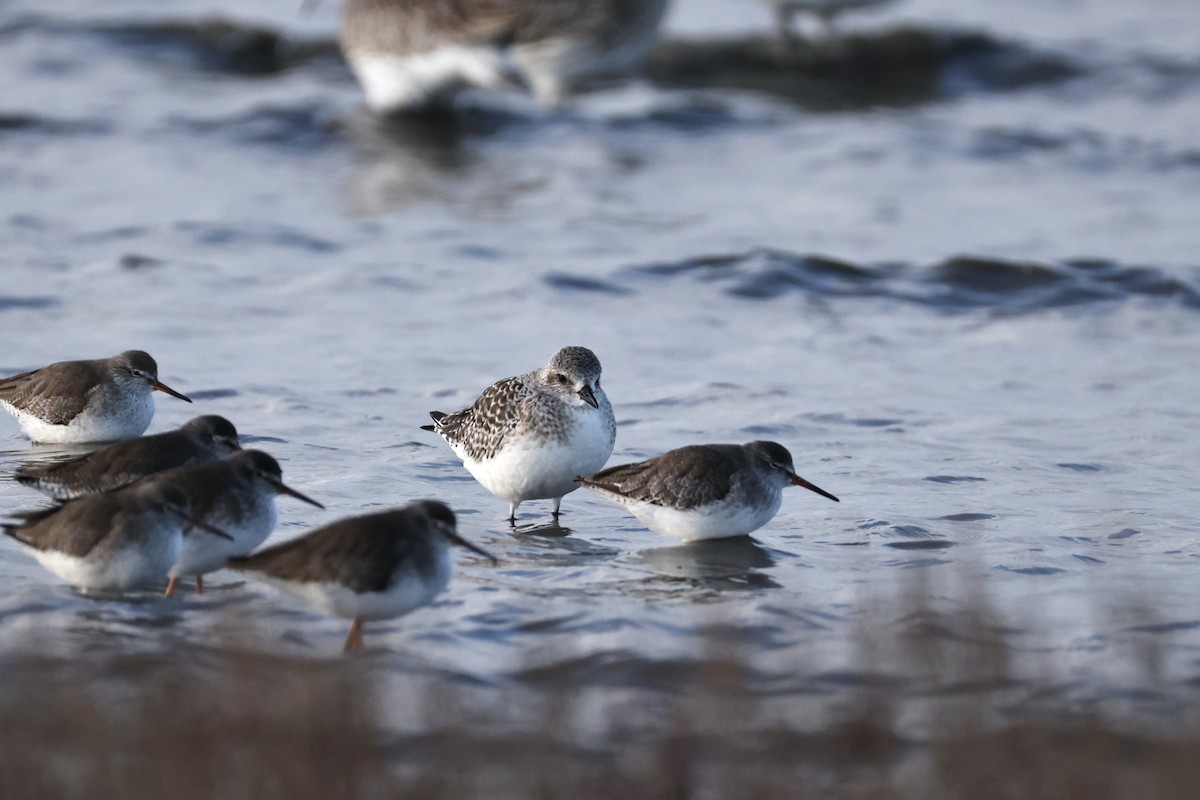 Сивка морська - ML646661398