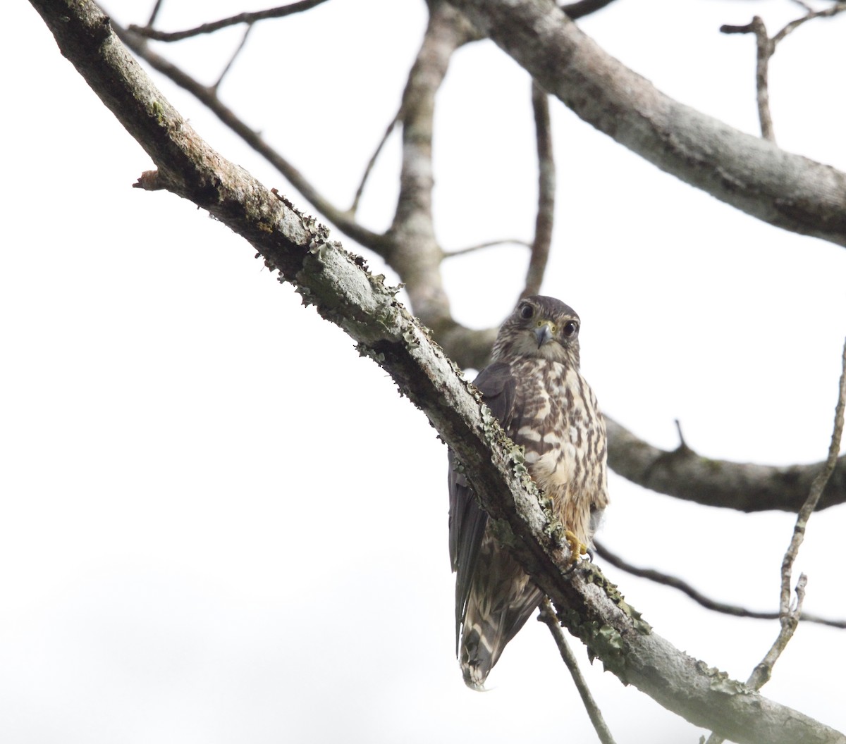 Belatz txikia - ML646661399