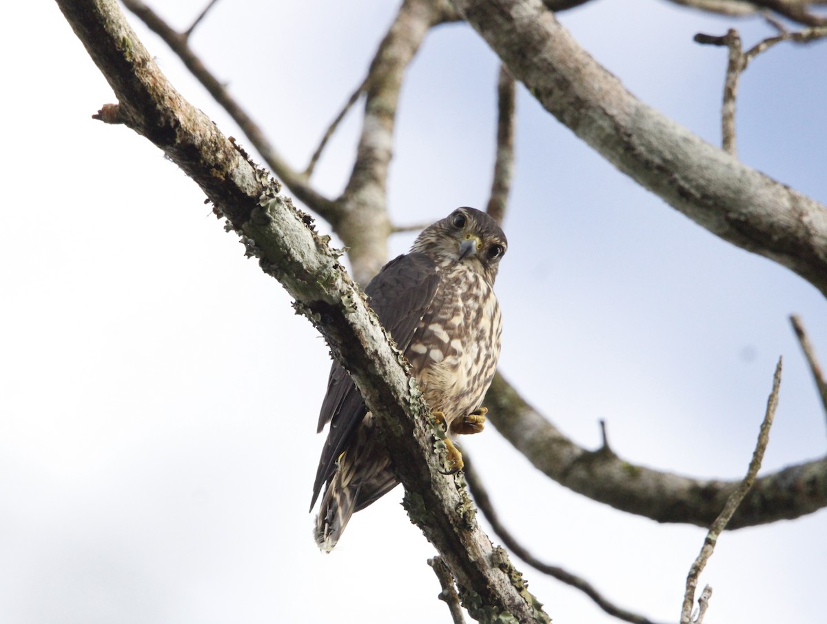 Belatz txikia - ML646661400