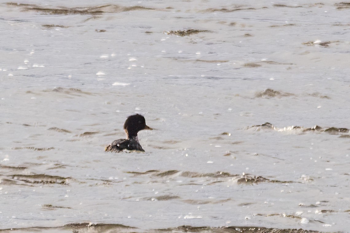 ホオジロガモ - ML646661403