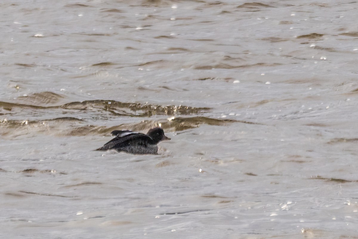 ホオジロガモ - ML646661404