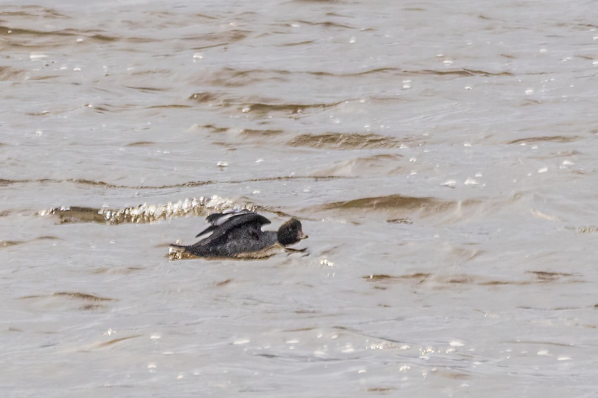 ホオジロガモ - ML646661405