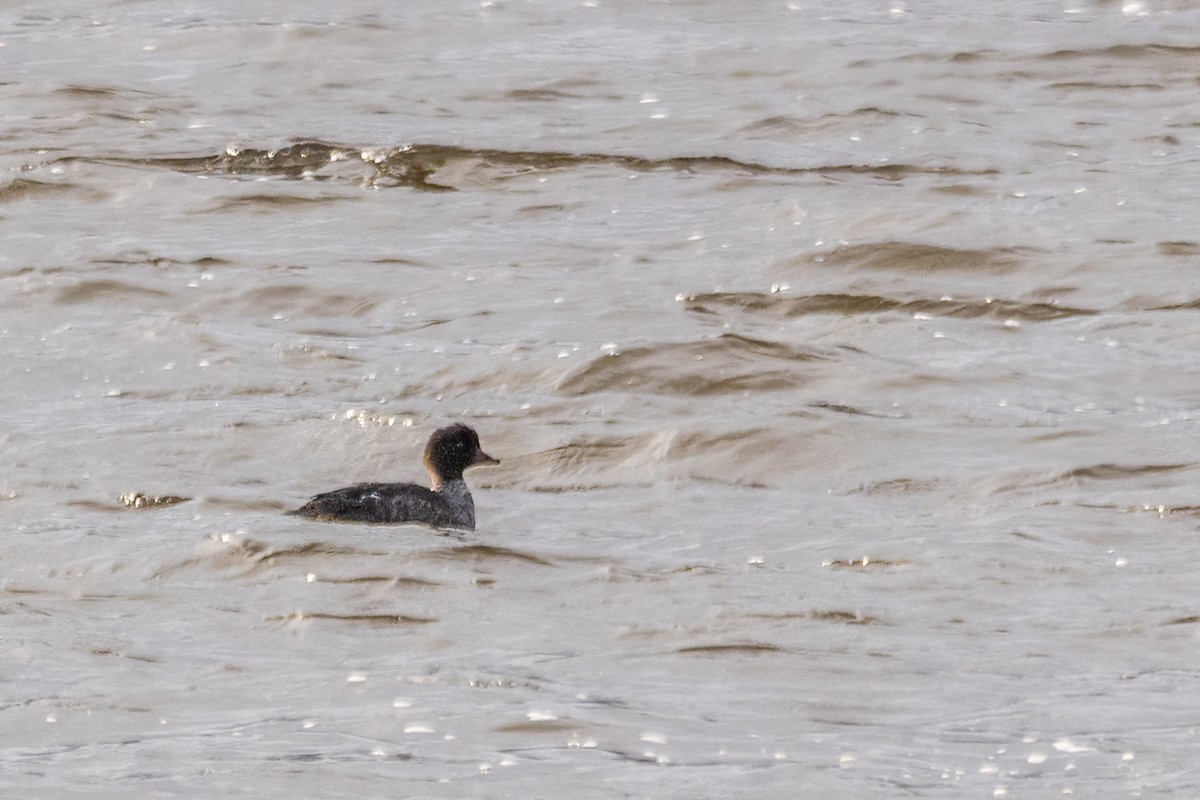 ホオジロガモ - ML646661406