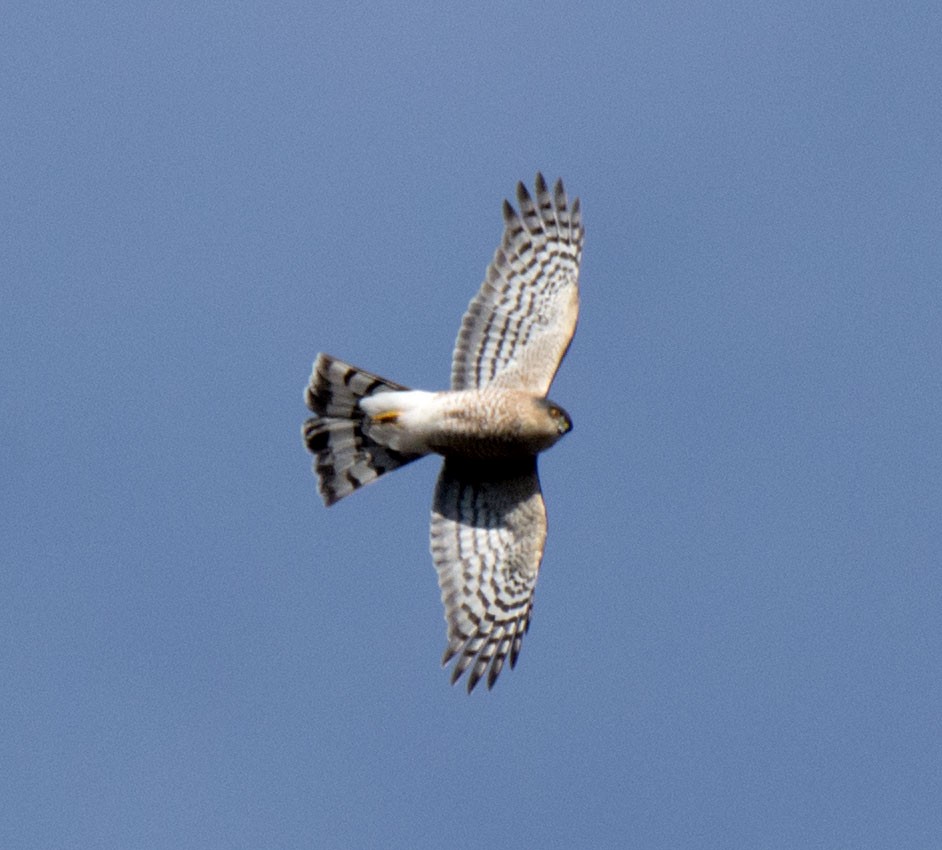 Sharp-shinned Hawk - ML646661408