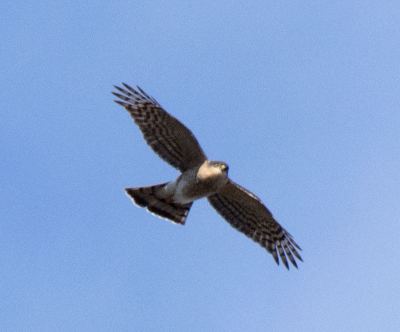 Sharp-shinned Hawk - ML646661409