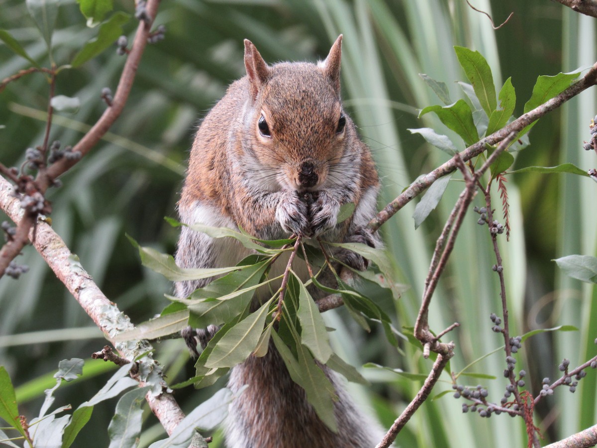 Animals - ML646661411