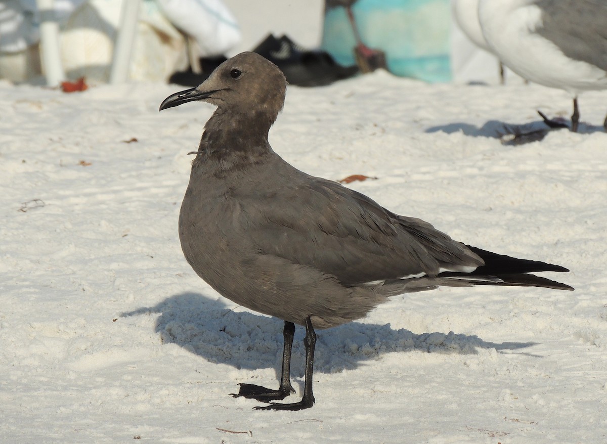 ハイイロカモメ - ML646661412