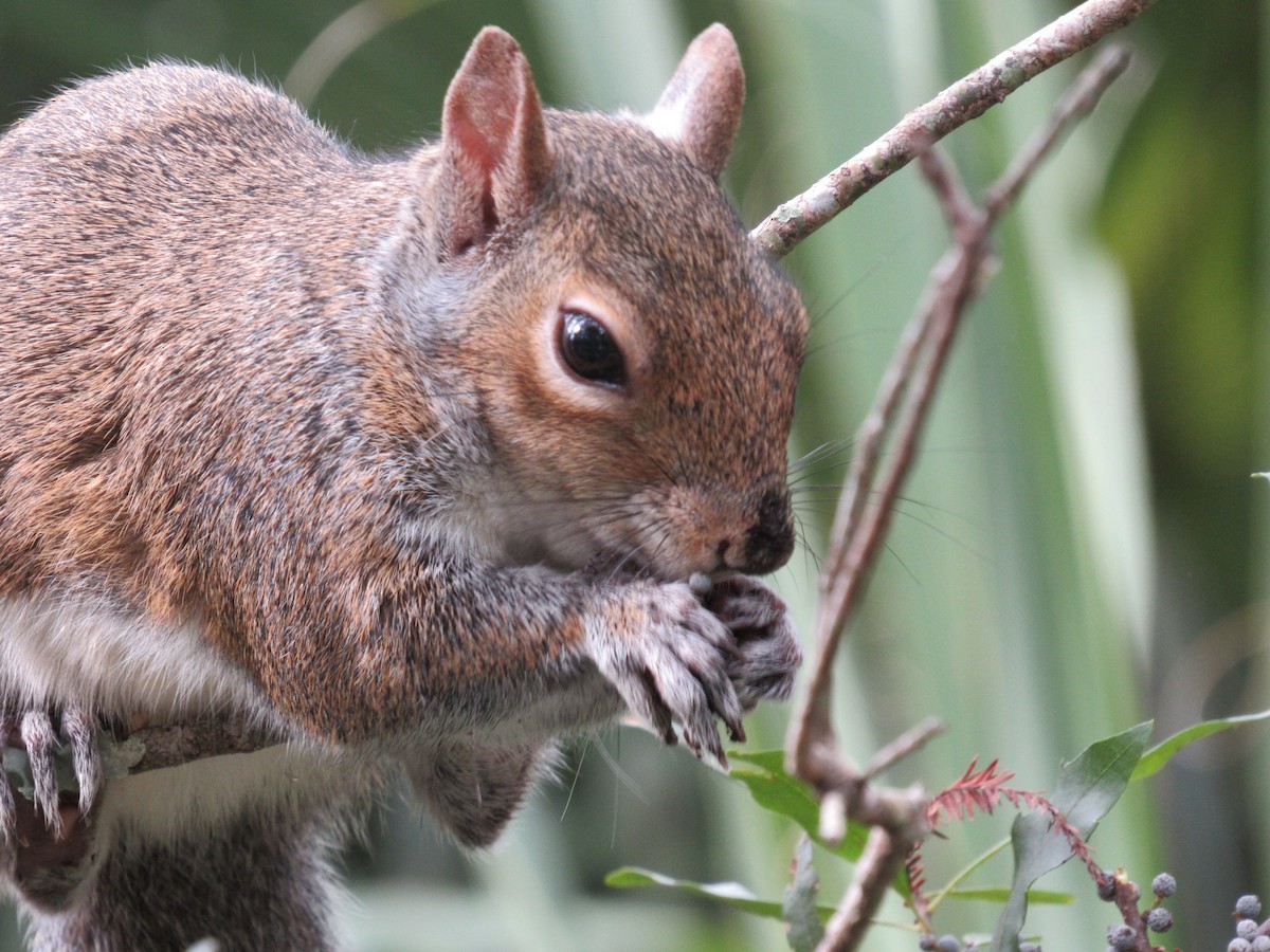 Animals - ML646661413