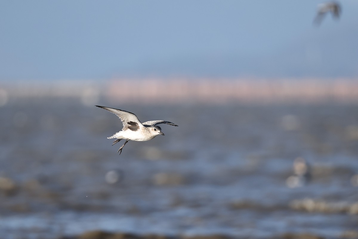 Сивка морська - ML646661414