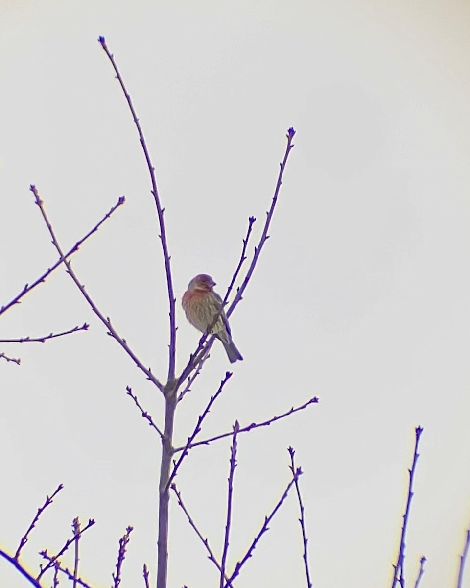 House Finch - ML646661416