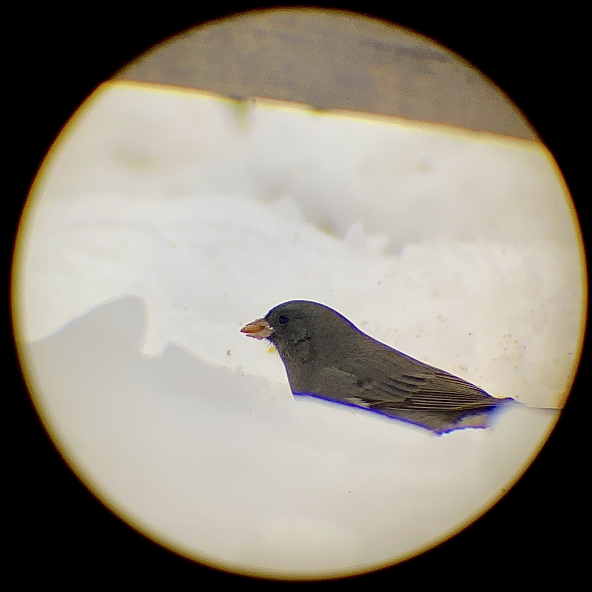 Dark-eyed Junco - ML646661423