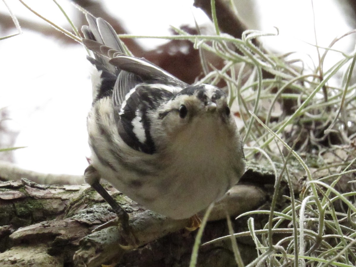 Black-and-white Warbler - ML646661424