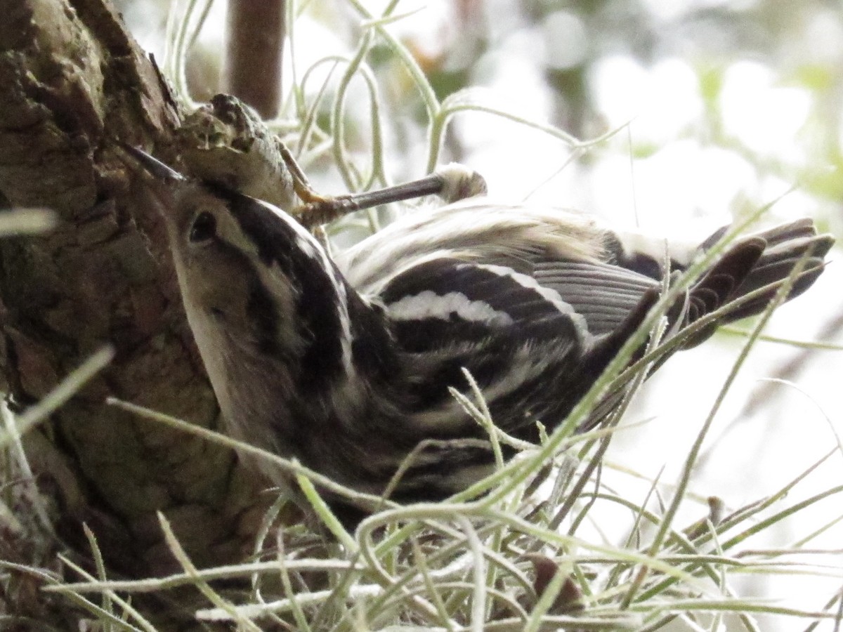 Black-and-white Warbler - ML646661425