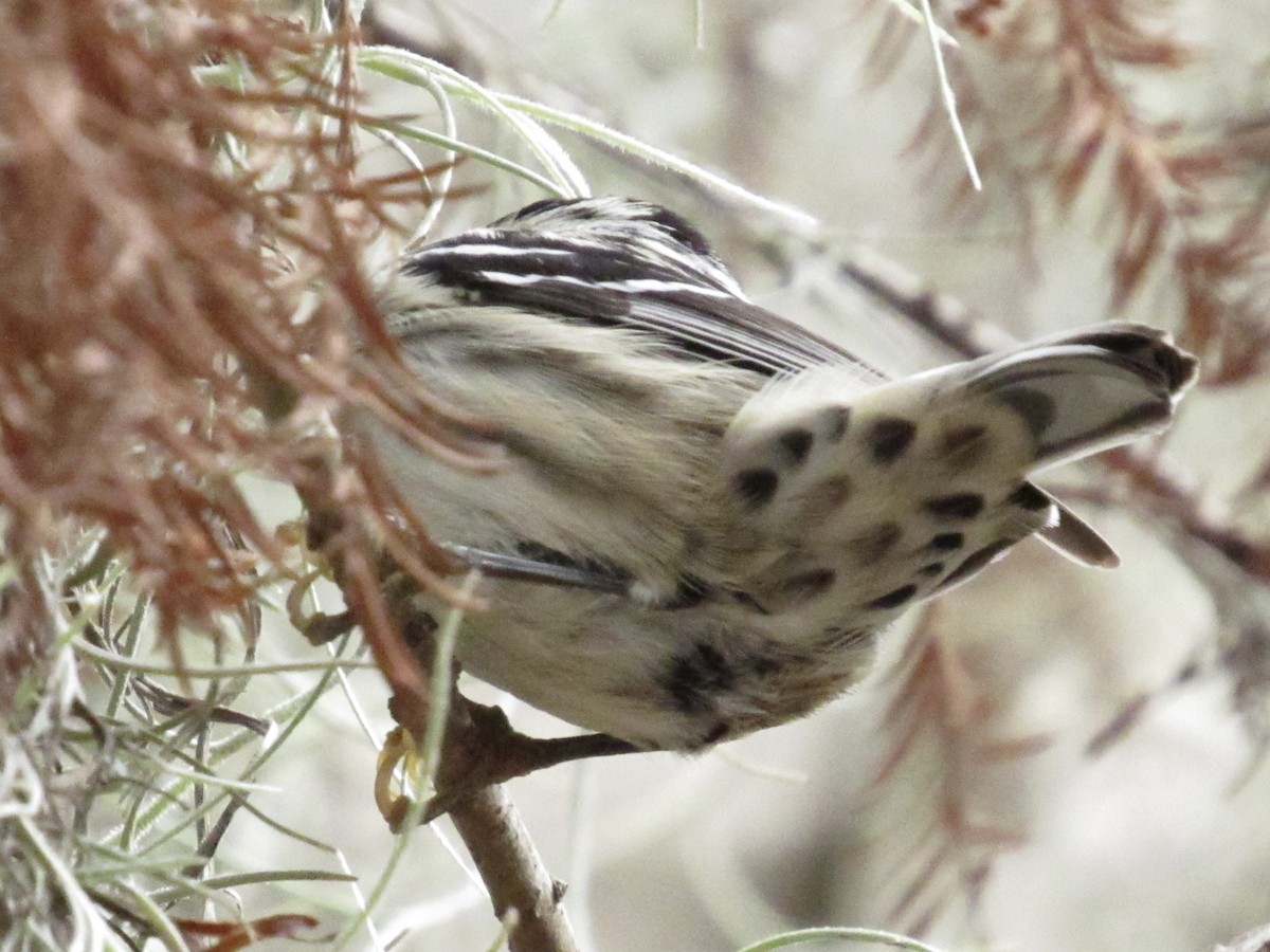 Black-and-white Warbler - ML646661426