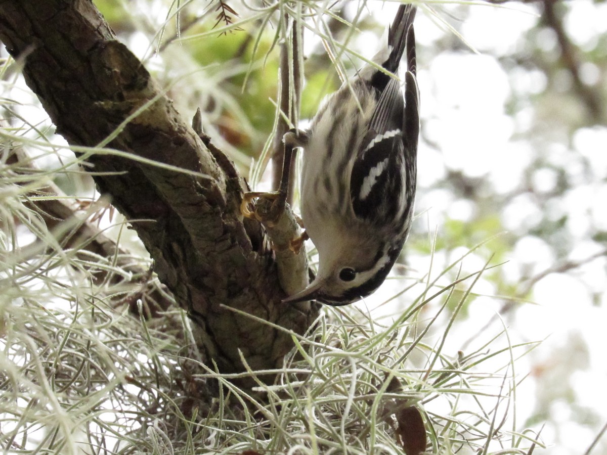 Black-and-white Warbler - ML646661427