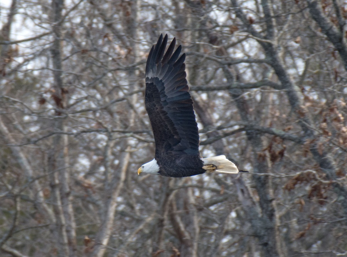 Bald Eagle - ML646661428