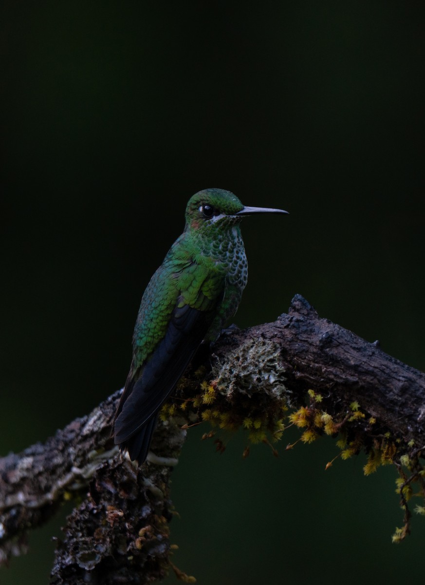 Green-crowned Brilliant - ML646661430