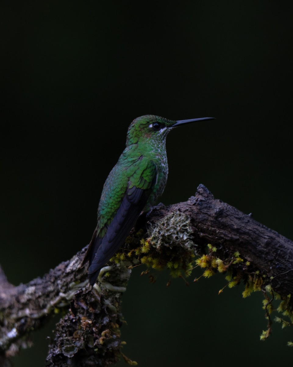 Green-crowned Brilliant - ML646661431