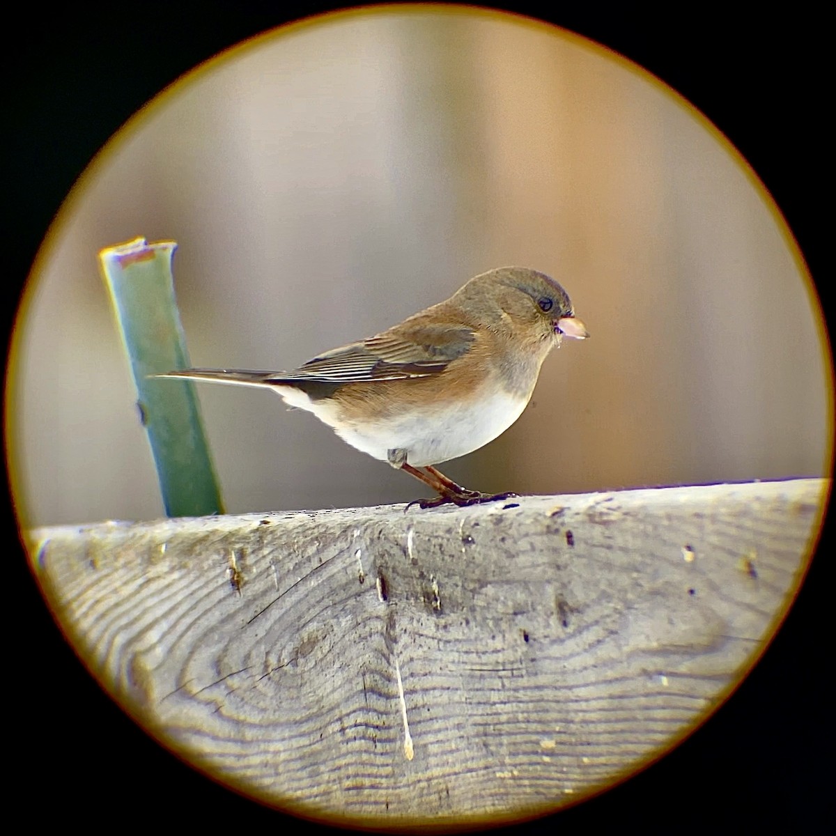 Dark-eyed Junco - ML646661432