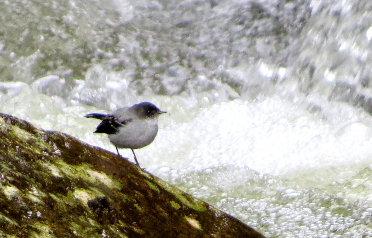 strømtyrannulett - ML646661433