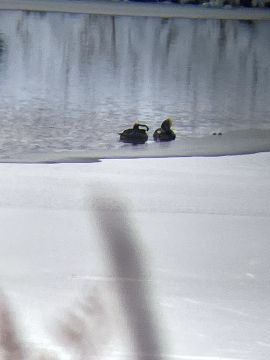 Hooded Merganser - ML646661435