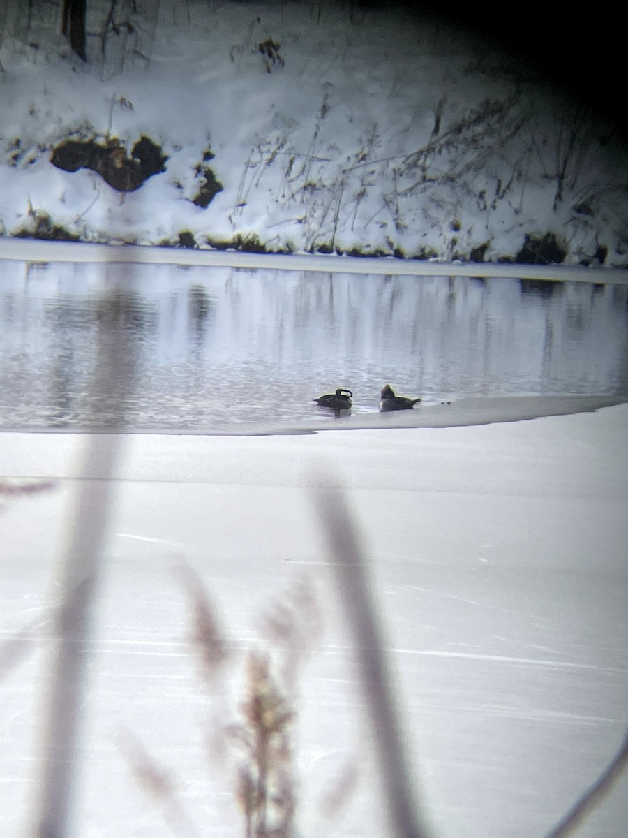 Hooded Merganser - ML646661436