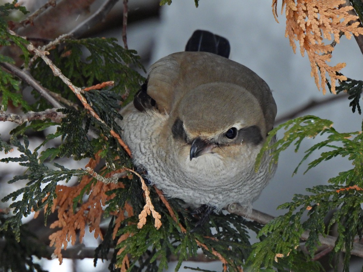 Alcaudón Boreal - ML646661437
