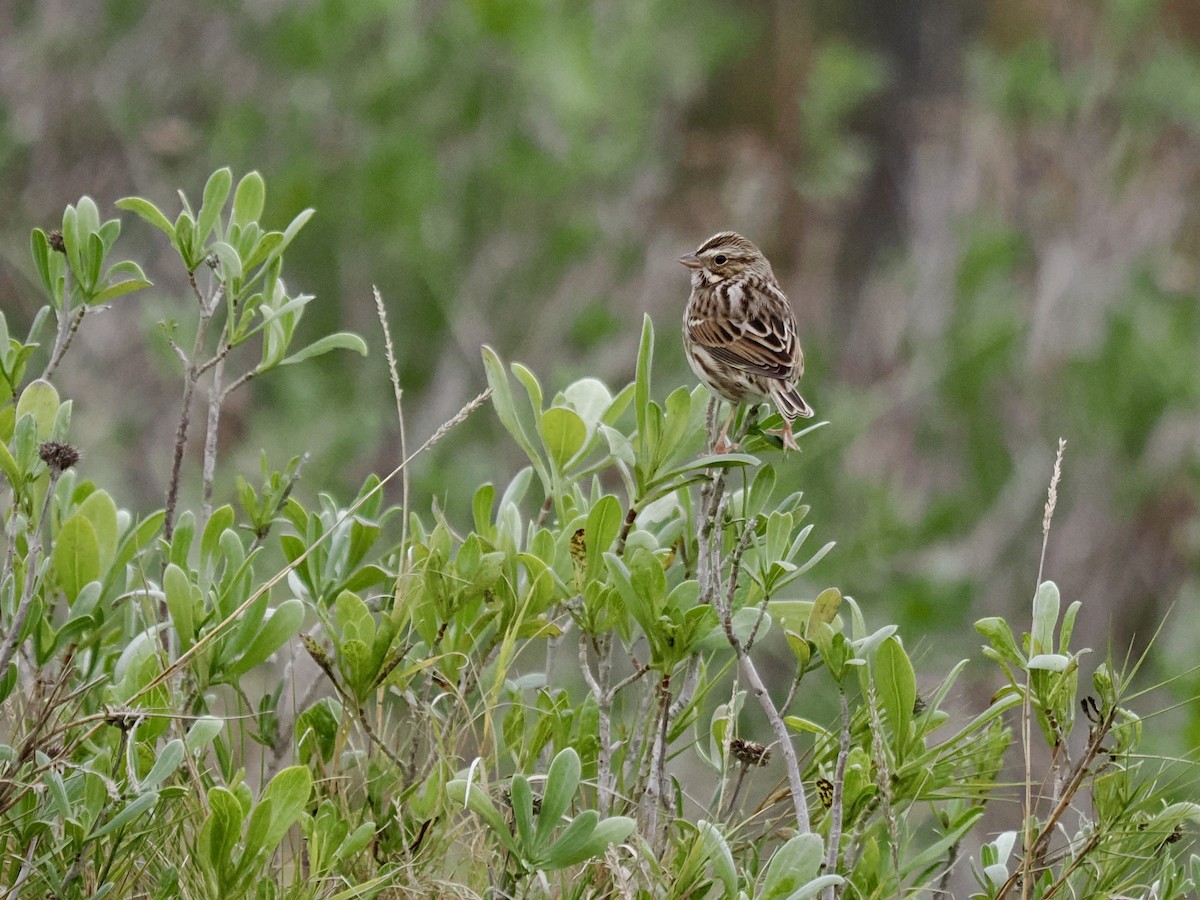 稀樹草鵐 - ML646661440