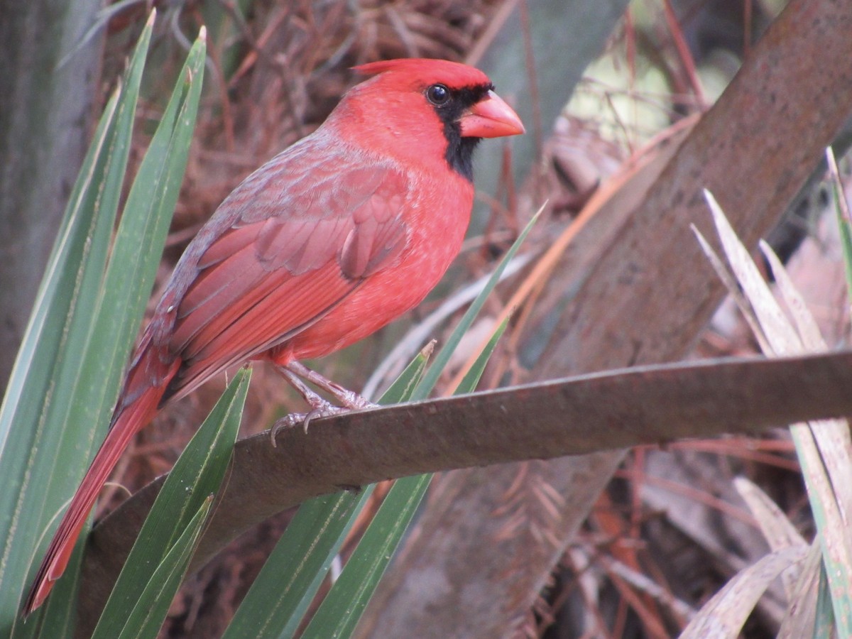 Kardinal arrunta - ML646661443