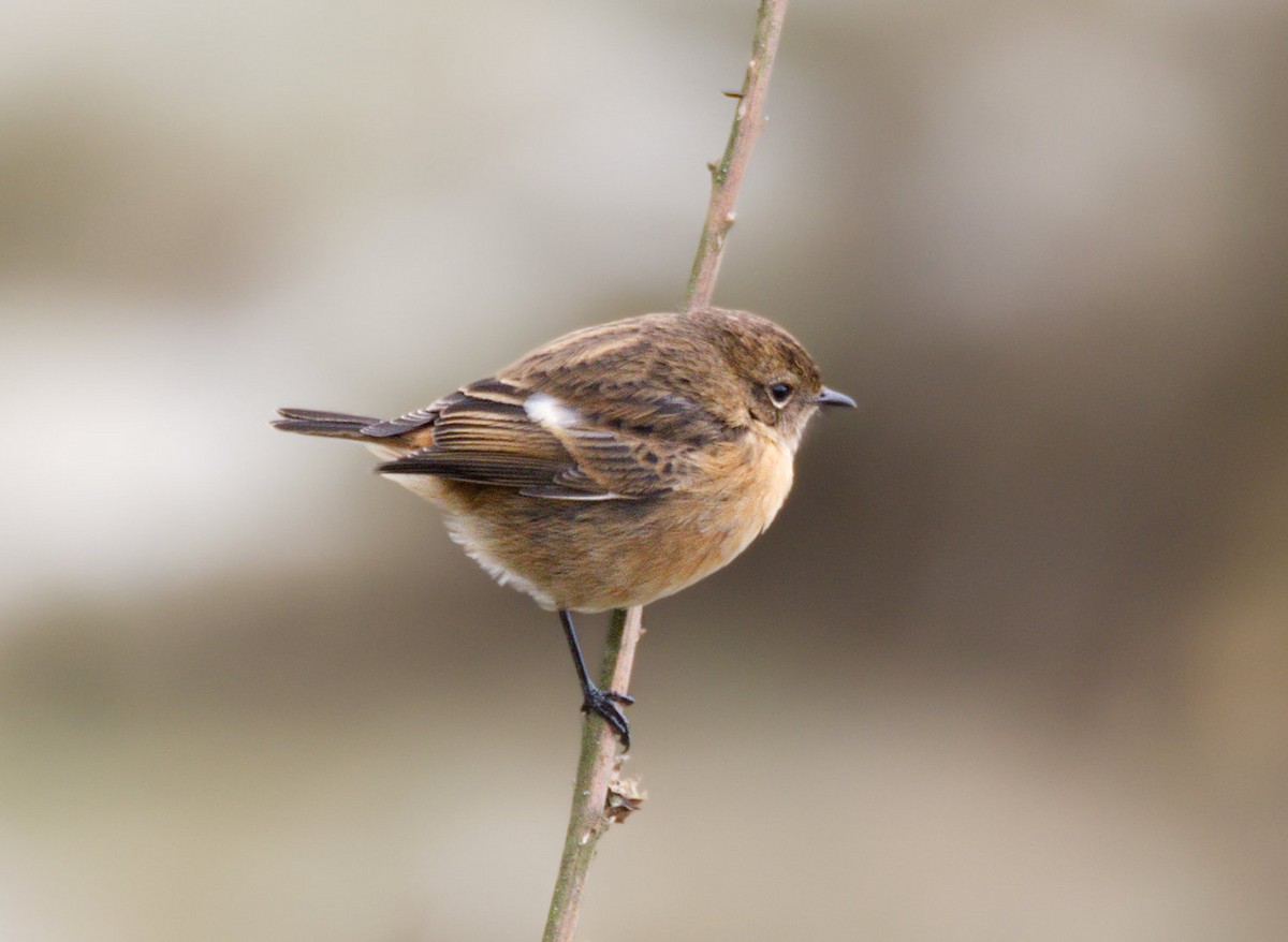 דוחל שחור-גרון - ML646661446