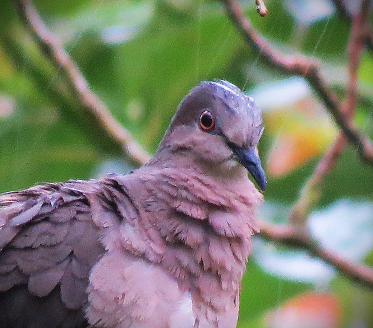 White-tipped Dove (brasiliensis Group) - ML646661447