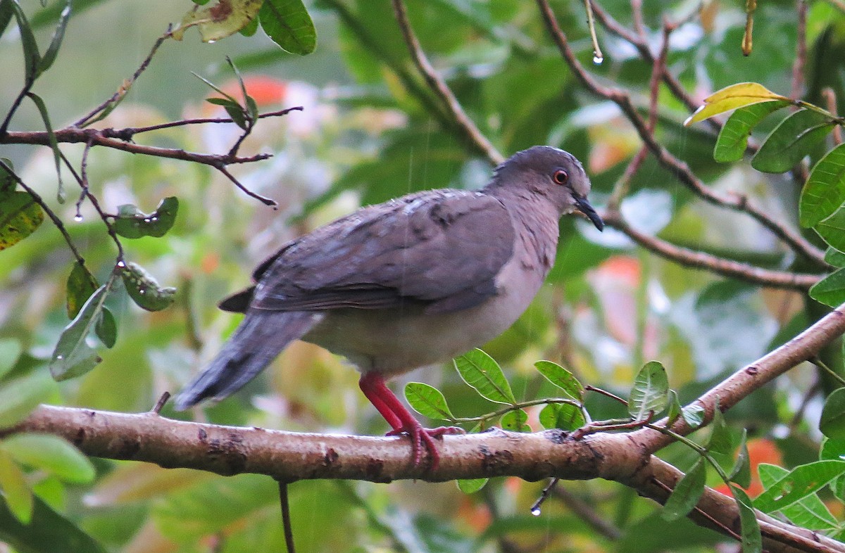 White-tipped Dove (brasiliensis Group) - ML646661448