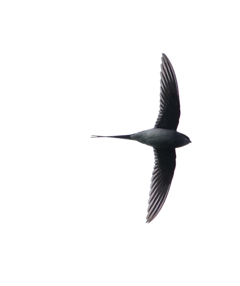 Gray-rumped Treeswift - ML646661450