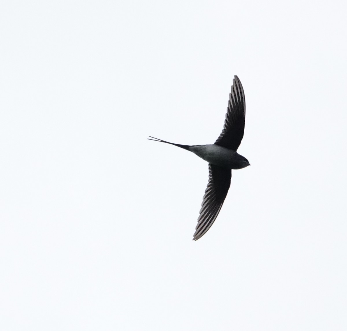 Gray-rumped Treeswift - ML646661451
