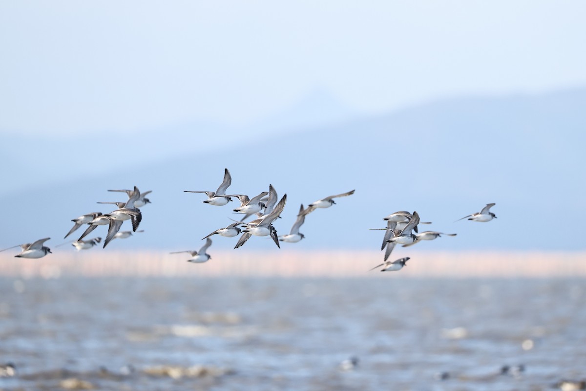 Пісочник сибірський - ML646661452